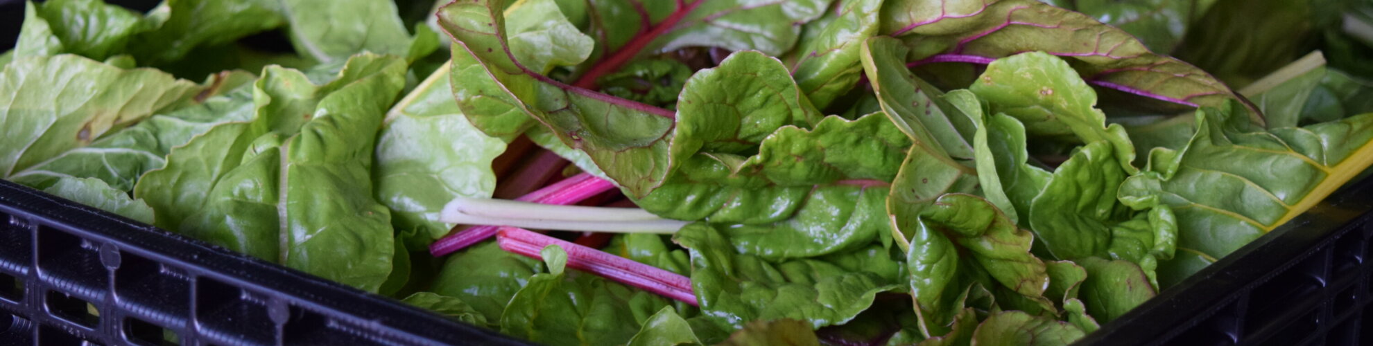 page banner image
