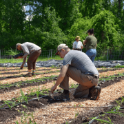 Farm Volunteer