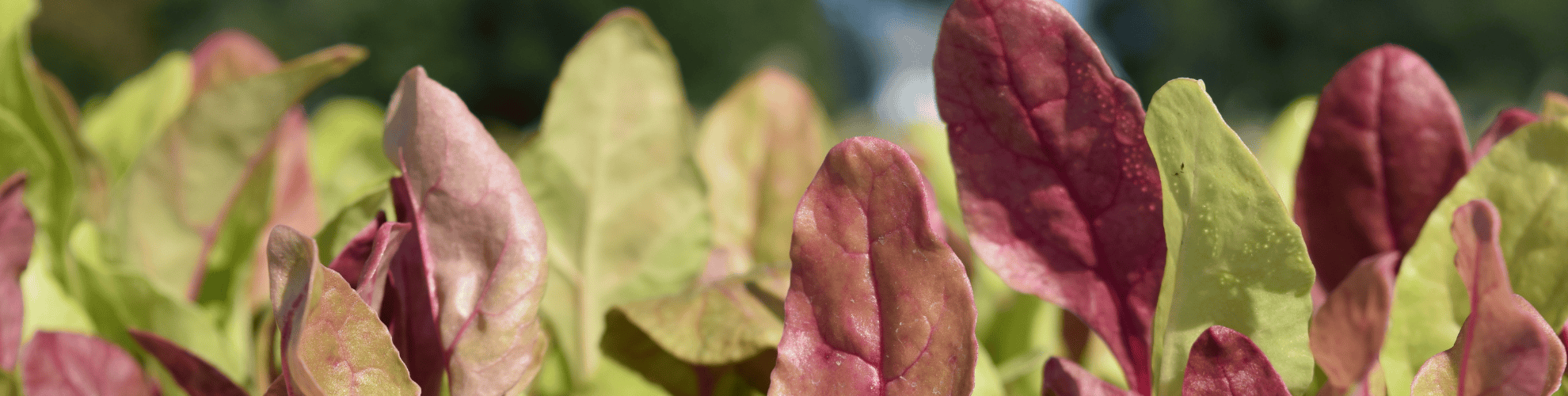 page banner image